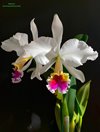 Cattleya Eva’s Fabula Contigo(labiata SA x rex). ..